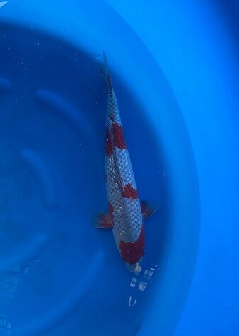 Japan Koi - Ginrin Ochiba, Oofuchi, Sansai, 53 cm, female