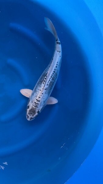 Japan Koi - Kikokuryu, Oofuchi, Sansai, 53 cm, female