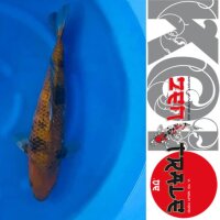 Japan Koi Cha Utsuri, Hosokai, Sansai 50cm, female