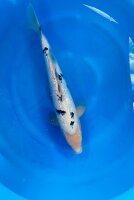 Japan Koi - Ginrin Bekko, Yagoro, Nisai, 43cm, female