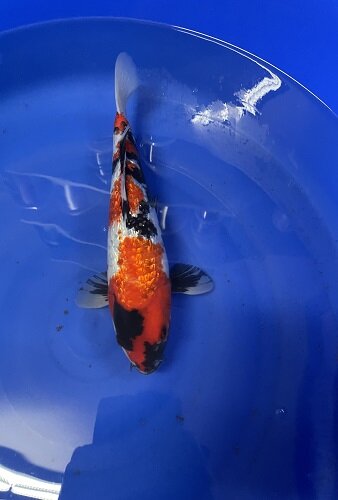 Japan Koi - Ginrin Showa, Takahashi, Nisai, 38 cm, female