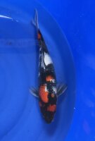 Japan Koi - Showa, Takahashi, Nisai, 43cm, female