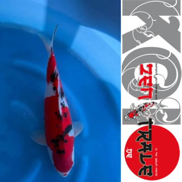 Japan Koi - Sanke,Oofuchi, Sansai, 54cm, female