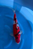 Japan Koi - Sanke,Oofuchi, Nisai, 50cm, female