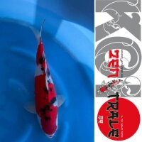 Japan Koi - Sanke,Oofuchi, Sansai, 54cm, female