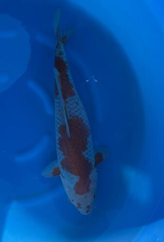 Japan Koi - Ochiba,Oofuchi, Nisai, 53cm, female