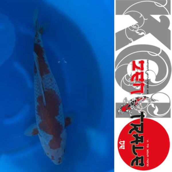 Japan Koi - Ochiba,Oofuchi, Sansai, 55cm, female
