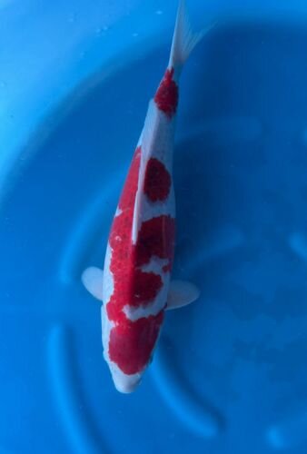 Japan Koi - Goromo,Oofuchi, Nisai, 53cm, female