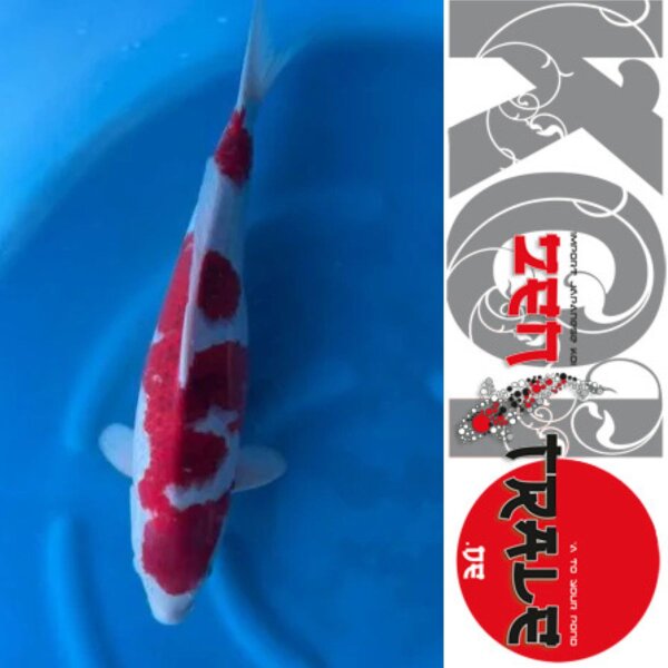 Japan Koi - Goromo,Oofuchi, Sansai,, 56cm, female