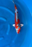 Japan Koi - Benikikokuryu,Oofuchi, Nisai, 51cm, female