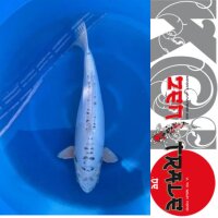Japan Koi - Kikokuryu,Oofuchi, Sansai, 57cm, female