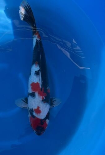 Japan Koi - Showa,Oofuchi, Nisai, 50cm, female