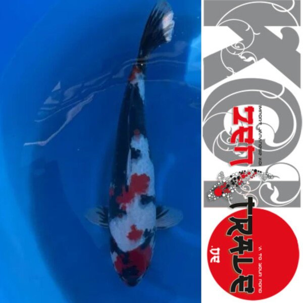 Japan Koi - Showa,Oofuchi, Sansaii, 53cm, female
