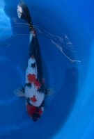 Japan Koi - Showa,Oofuchi, Nisai, 50cm, female