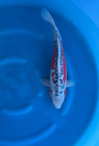 Japan Koi - Shusui,Oofuchi, Nisai, 49cm, female