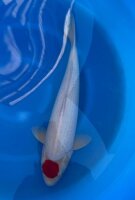 Japan Koi - Tancho Kohaku,Oofuchi, Nisai, 50cm, female