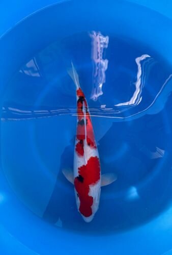 Japan Koi - Sanke,Oofuchi, Nisai, 50cm;female