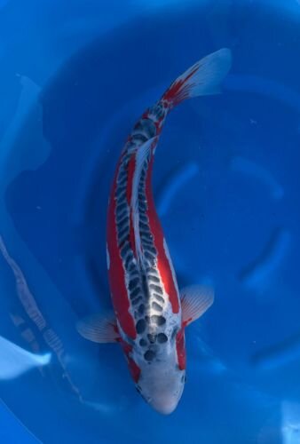 Japan Koi - Shusui ,Oofuchi, Nisai, 52cm,female