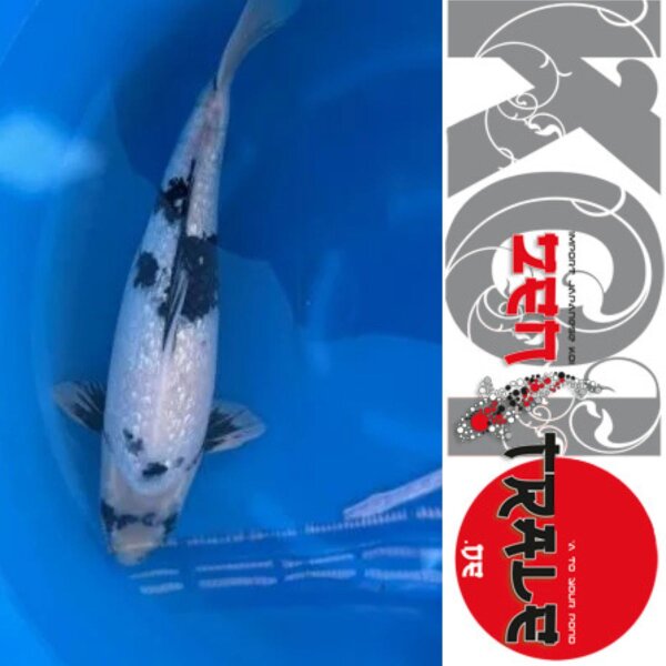 Japan Koi - Ginrin Shiro Utsuri ,Oofuchi, Sansaii, 54cm,female