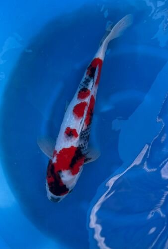 Japan Koi - Showai ,Oofuchi, Nisai, 48cm,female