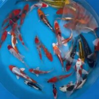 Japan Koi -Tosai ,Aoki,16-20 cm verschiedene Varitäten