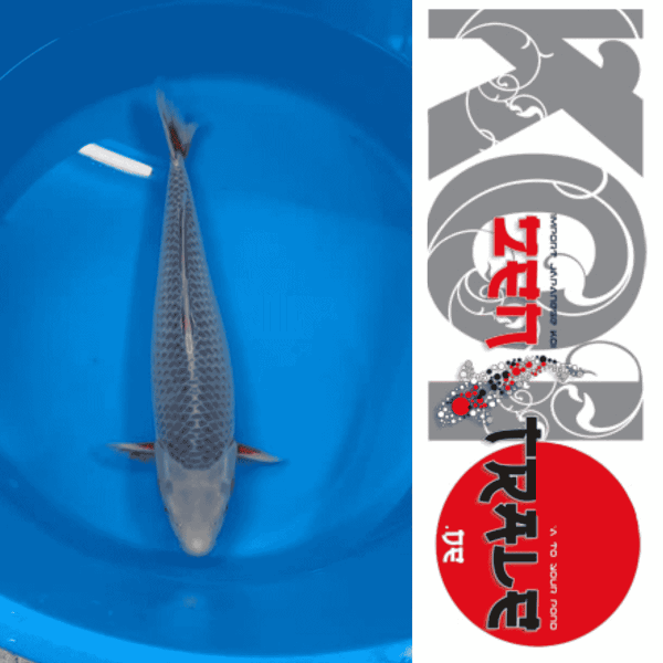 Japan Koi - Asagi, Tanaka,  Sansai, 52cm, female