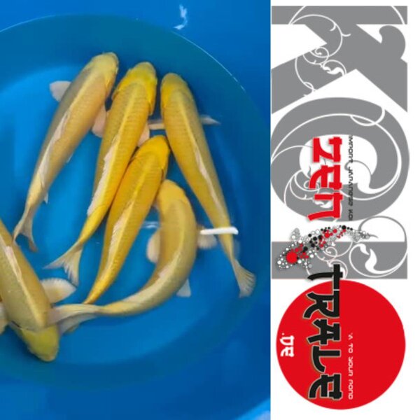 Japan Koi - Yamabuki, Tanaka, Nisai, 40cm+, male,female