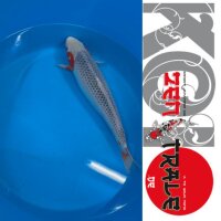 Japan Koi - Asagi, Tanaka,  Sansai, 54cm, female