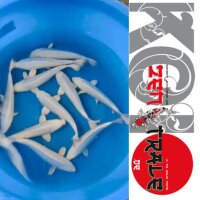 Japan Koi - Platinium Tanaka, Nisai, 33cm+, male,female