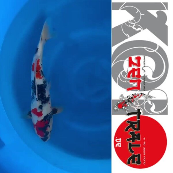 Japan Koi , Showa Tanaka; Nisai, 39cm, male