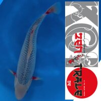 Japan Koi, Asagi,Tanaka; Nisai, 42cm, female