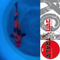 Japan Koi, Hi Utsuri, Tanaka; Nisai, 39cm, female