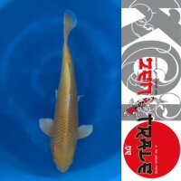 Japan Koi, Yamabuki, Tanaka; Nisai, 41cm, male