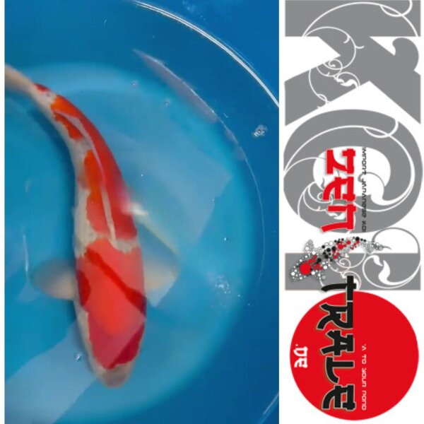 Japan Koi,-Goshiki, Tanaka, Nisai, 39cm, female