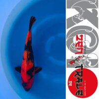 Japan Koi,- Hi Utsuri, Tanaka, Nisai, 40cm, male