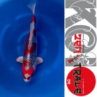 Japan Koi,-Kujaku, Tanaka, Nisai, 38cm,  male