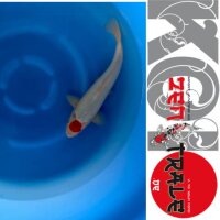 Japan Koi -Tancho Goshiki, Tanaka, Nisai,, 39cm,  male