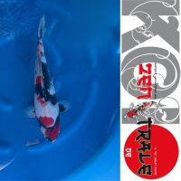 Japan Koi -Showa, Oofuchi, Nisai,, 46cm,  female