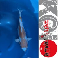 Japan Koi -Doitsu Hariwake, Oofuchi, Nisai,, 49cm,  female