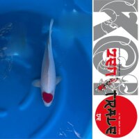 Japan Koi -Tancho Kohaku, Oofuchi, Nisai,, 45cm,, male