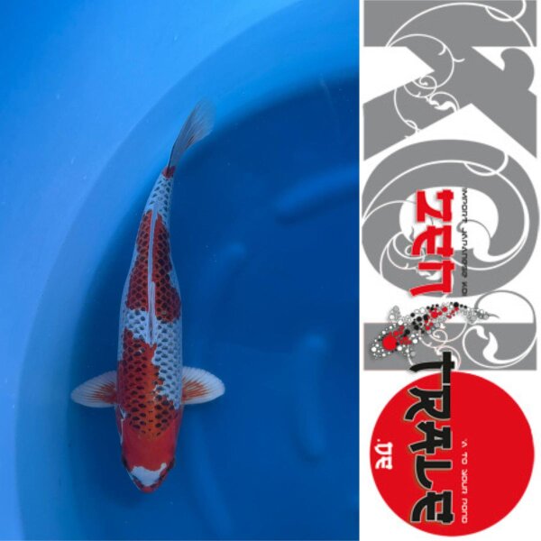 Japan Koi -Kujaku,, Oofuchi, Nisai,, 47cm, female