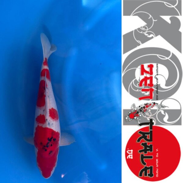 Japan-Koi Sanke, Oofuchi, Nisai, 45cm, male