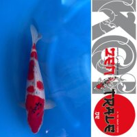 Japan-Koi Sanke, Ofuchi, Nisai, 45cm, male