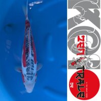 Japan-Koi Shusui, Ofuchi, Nisai, 47cm, female