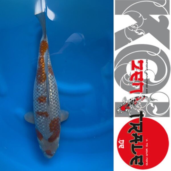 Japan-Koi Ginrin Oochiba, Ofuchi, Nisai, 50cm, female