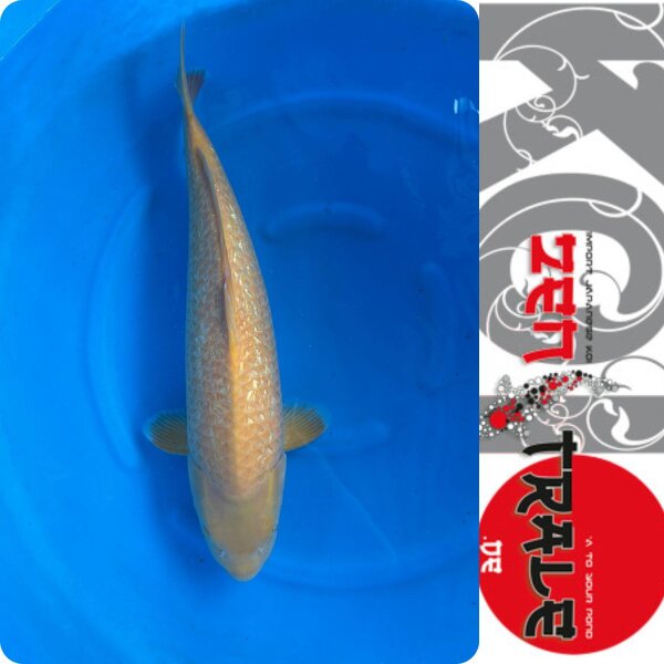 Japan-Koi, Ginrin-Karashigoi, Marusei, Sansai, 63cm, female