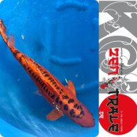 Japan-Koi, Mizuho-Ogon, Marusei, Sansai, 62cm, female