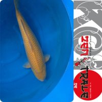 Japan-Koi, Karashigoi, Marusei, Sansai, 66cm, female