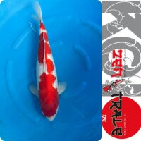 Japan-Koi, Kohaku, Marusei, Sansai, 63cm, female