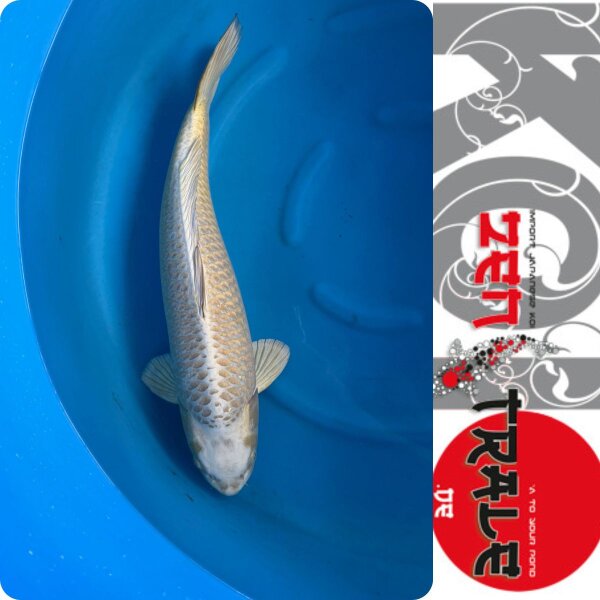 Japan-Koi, Mukashi-Ogon, Marusei, Sansai, 67cm, female